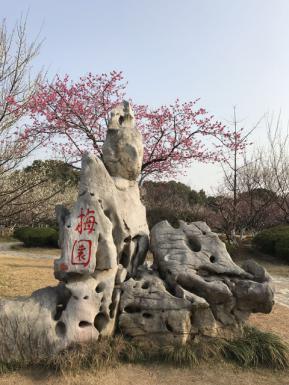中国传统插花首次亮相合肥植物园