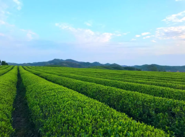 高超君副秘书长等人在程世林场长的陪同下走访安徽省东至茶树良种繁殖示范场