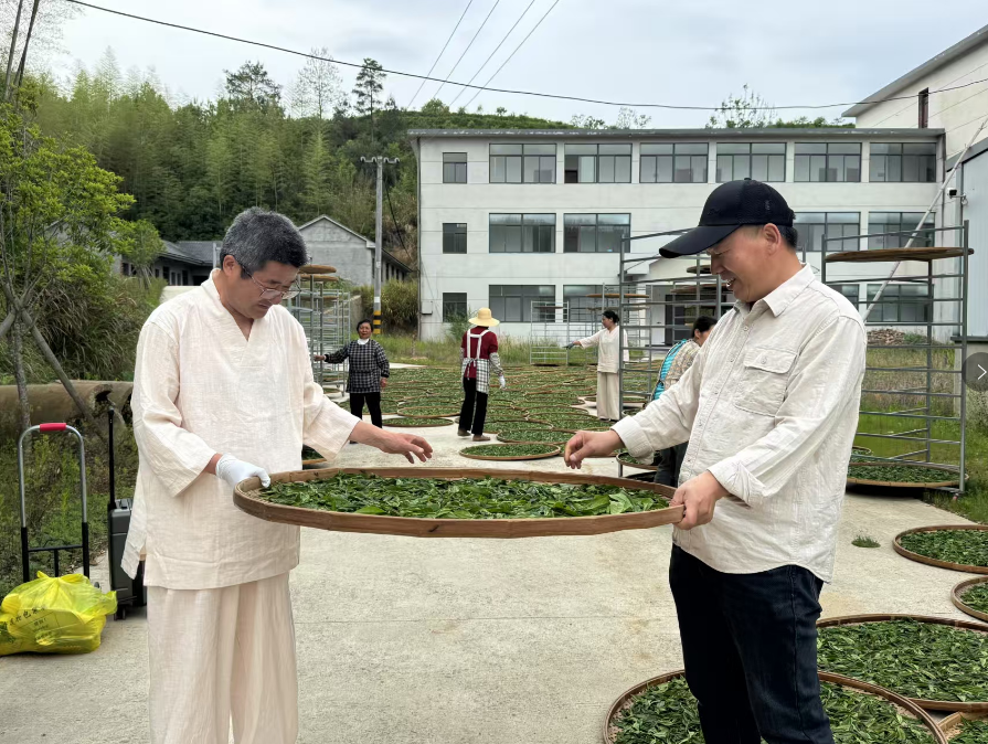 我会学术委员会主任章传政赴安徽科技小院就潜山市非物质文化遗产潜山青茶制作技艺传承问题开展研究